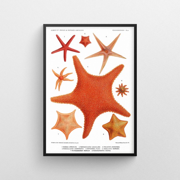 Rozgwiazdy - plakat