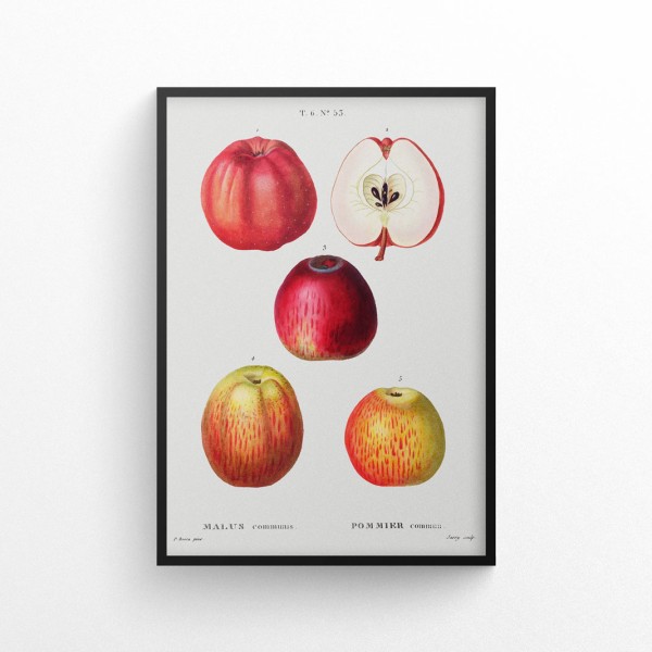 Jabłka - plakat