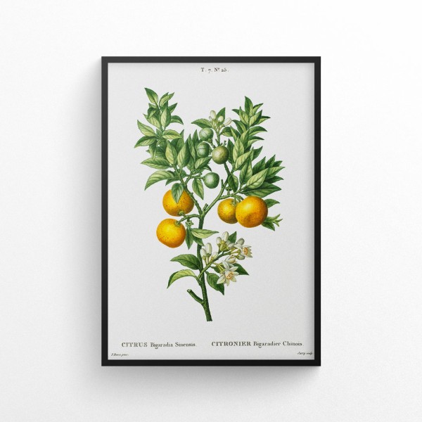 Pomarańcze - plakat